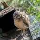 This young owlet is one of three recently hatched at the Wildlife Conservation Society's Queens Zoo
