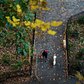 Vera Torres, a dog walker with Manhattan Paws Walkers, strolled through Riverside Park in Manhattan earlier today. The @nytimes staff photographer @heislerphoto, who was in Harlem on #nytassignment, headed to the park to capture New Yorkers embracing an unseasonably warm November day. #nytfoliage #🍂