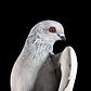 The New York Pigeon: Behind the Feathers