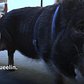 The Secret World of New York's Pet Pigs