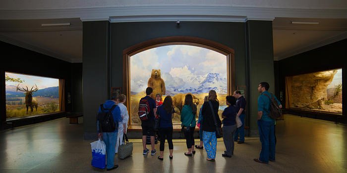 AMNH Sleepovers For Grown-Ups