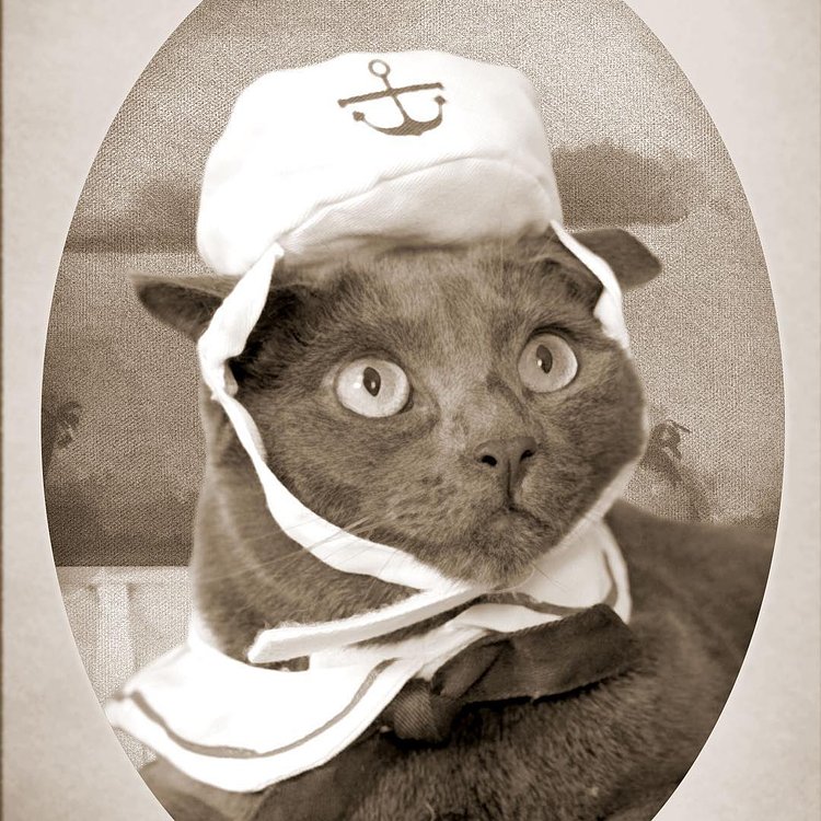 Just found this photo of my cat Arthur from when he was in the Feline Navy. They were the only maritime service whose ships never touched the water.