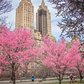 Cherry Blossoms along Jacqueline Kennedy Onassis Reservoir, Central Park, Manhattan