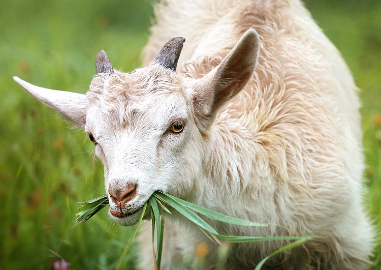 Kid | A goat eats grass