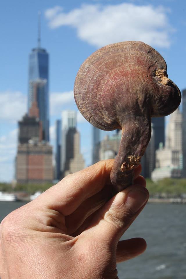 Ganoderma Curtisii--May 2016