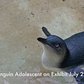 Little Penguin Chick | Bronx Zoo