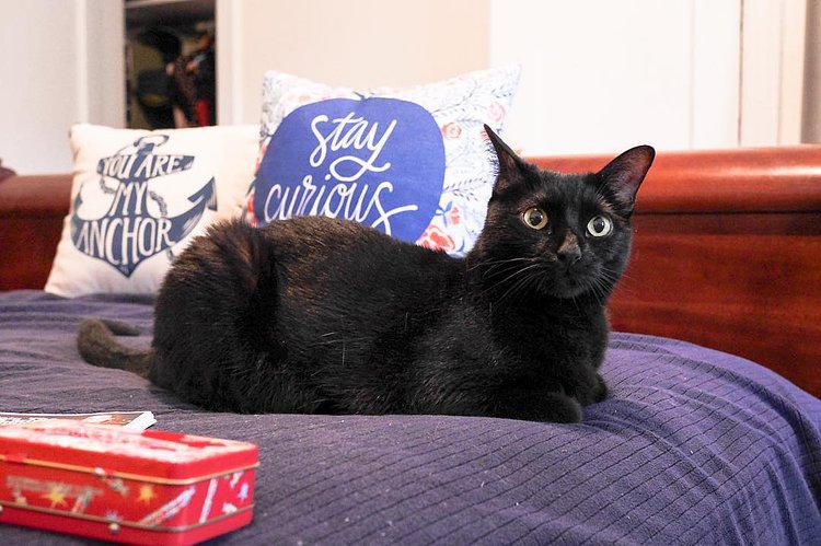 “I’d have an easier time going to the vet if they replaced those cold, steel tables with sofas. Would an examination be less effective if it were on a couch? I don’t think so.”
- Pasta, Kensington