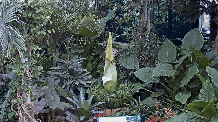 NYBG Corpse Flower Live Feed (Screenshot)
