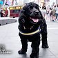 Rescue Dog Loves Being A Spongebob Broadway Star | The Dodo City Pets