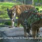 Inside the Zoo: Tiger Cubs | Bronx Zoo