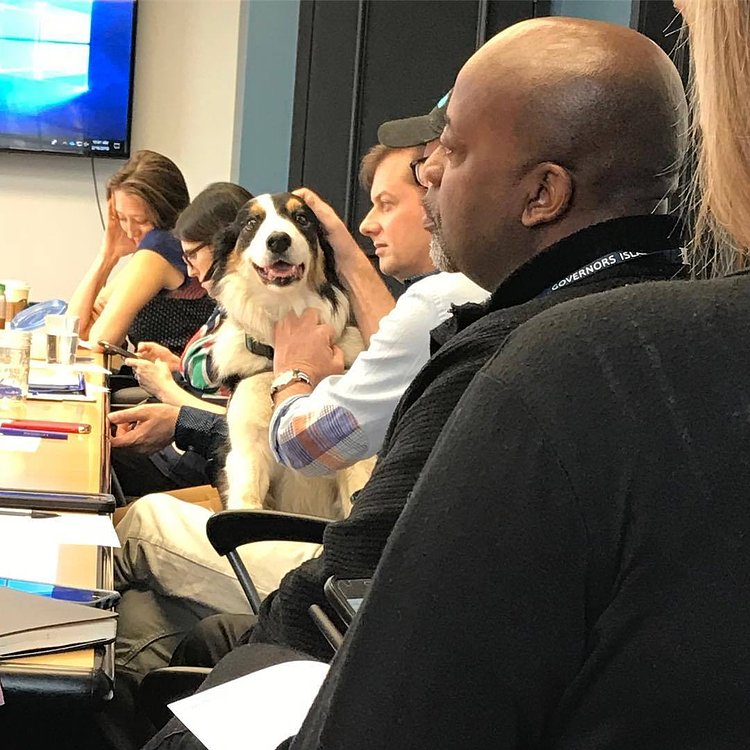 Maxie at biweekly Staff meeting, trying to convince someone/anyone that geese were running amuck somewhere on the Island.