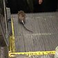 Rat rides New York City escalator