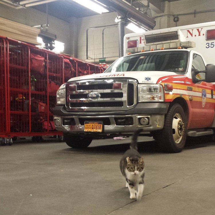 I overheard someone say I'm 'getting chunky' and now I'm all excited to find out whether I'm getting a can of chunky chicken or chunky beef...or maybe another chunky type of fancy feast. Hurry up and open the can. #whatsfordinner #openthecan #humancanopener #chunkycat #chunky #fatkitty #kitty #cats #catsatwork #workingcats #brooklyncats #stationcat #ambulance #fdny #fdnyems #bedstuy #fancyfeast #catfood