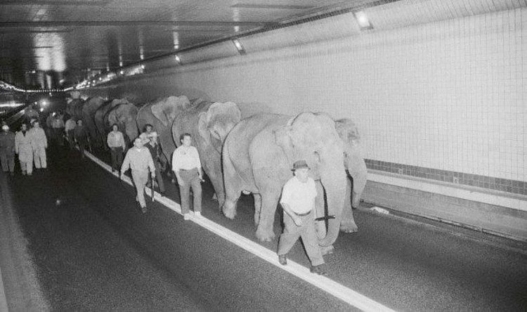 46 years ago, a herd of circus animals trekked through the Lincoln Tunnel