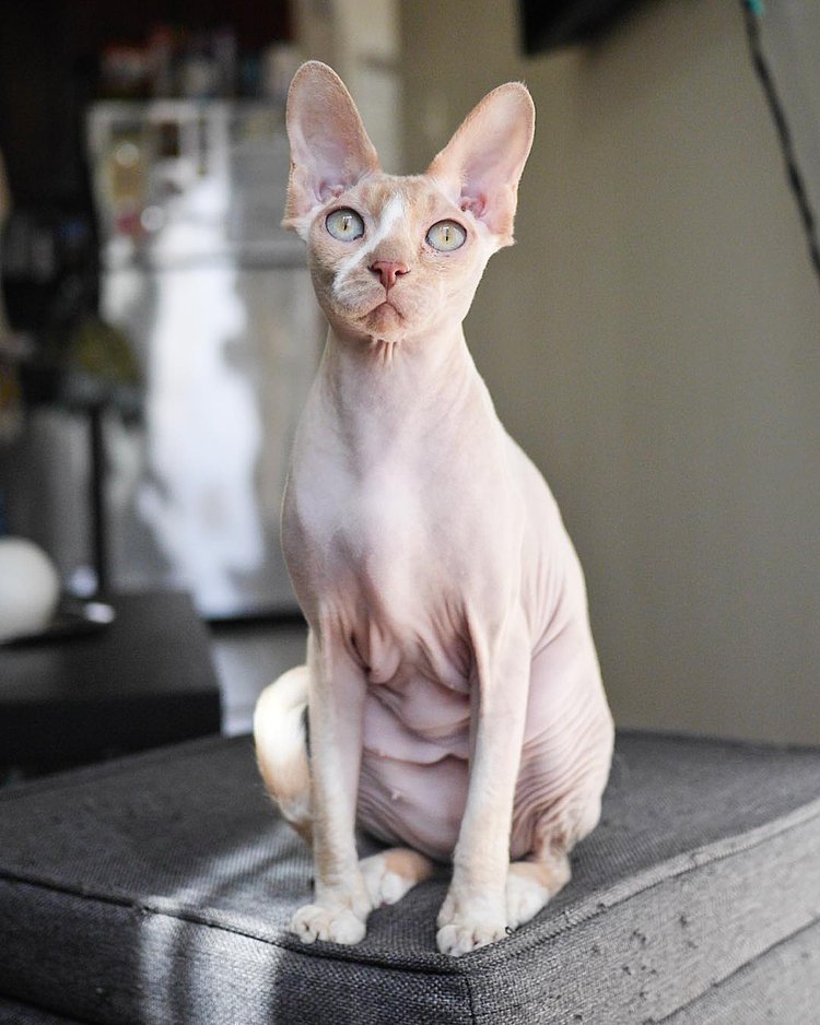 “The questions get old. I don’t have hair like most cats, I get it. Yes, I’m cold sometimes. No, I don’t feel naked. But does any of that matter? Let’s get past the superficial garbage and work together on something. Maybe if we work together, we can figure out how to work the can opener.” - Elise, Astoria