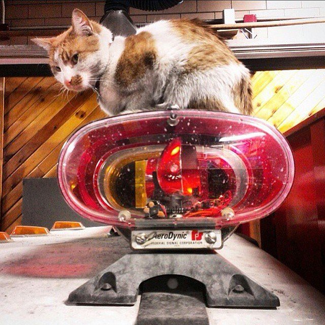 It may be Monday morning but my meowutual partner @carlow_fdny_cat is always ready to go lights and sirens #alwaysready #beeeeeepbooooop #catsgo