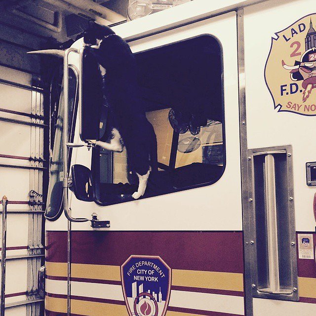 All work and no play makes for a dull boogie. #firehouseismyplayground #makingkittiesjealous #livingthedream