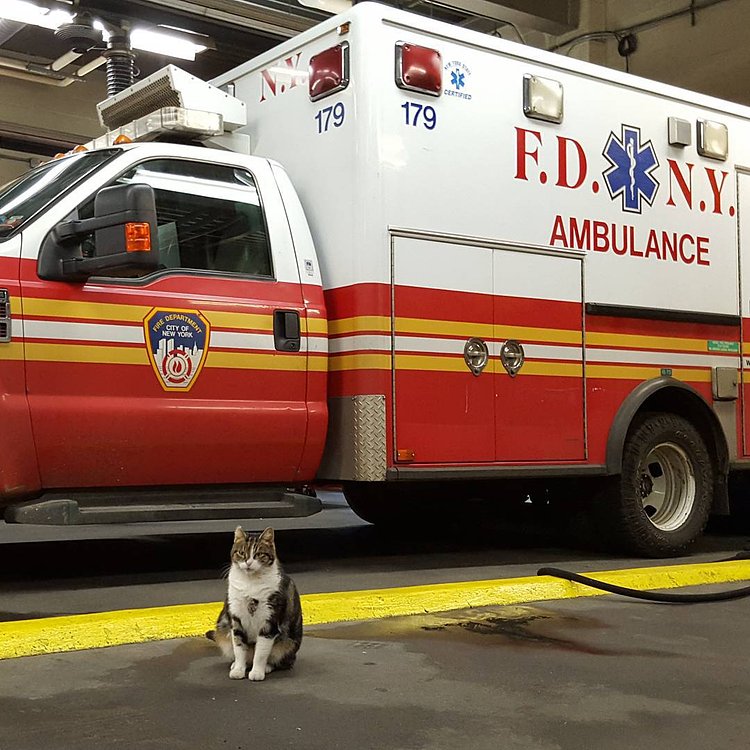 The key to hiding those extra holiday pounds is to stand next to things that are much bigger than you are. #howiworkout #notthativegottenbigger #wellmaybeihave #justalittle #whensdinnerbtw  #blameitontheholidays #advicefromthecat #nostress #imacat #littlecat #kitty #bigvehicles #ambulance #fdnyems #fdny #stationcat #firecat #workingcats #catsofnyc #brooklyncats #bedstuy #meow #tabby #tabbiesofinstagram #catsofinstagram