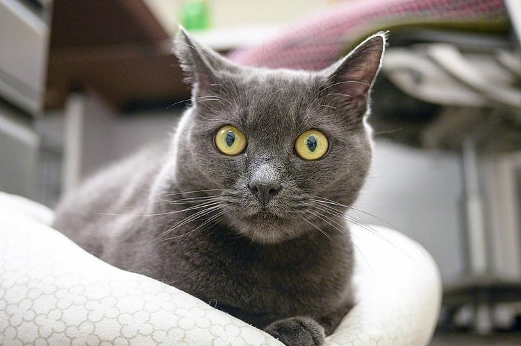 “What if I told you there was an internet that only cats could access, and it was all pictures and videos of humans?”
- Gwen, Upper East Side ASPCA
(Adopt Gwen! aspca.org/nyc. And remember, this Friday, the ASPCA is waiving adoption fees!)