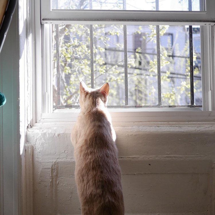 “I would spend days just moping around. Thinking about what everyone was doing outside. Imagining that their life was way better than mine. But then I stopped. I just started appreciating what I have in here. Some cats would kill for what I have.” “So that’s why you don’t try to go outside anymore?” “Yeah. That, and I just don’t have person hands, so it makes opening doors and windows immensely difficult, if not impossible. Sometimes your natural limits force you into growing up I guess.” - Fudgie, Park Slope