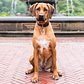 Bizu, Rhodesian Ridgeback (18 m/o), Bethesda Fountain – Central Park, New York, NY http://t.co/Ybx9gOeuNy