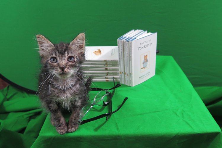 Read a book (while petting a kitten)