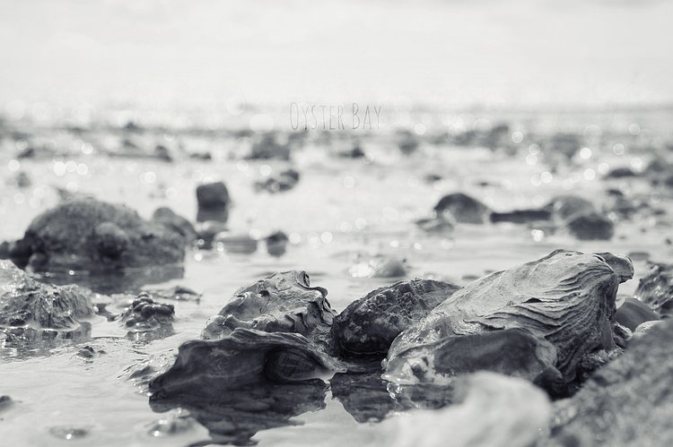 Oyster Bay | This part of Mersea Island is renowned for it's huge wash up of Oysters. 

Voiceb[©]x
